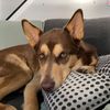 toffeethemutt