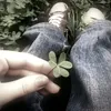 fabs.lily