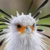 ms.bandersnatch