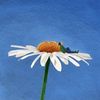 putsel_12