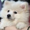 snowy.lucu