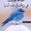 salemaliraqi31