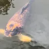 fish_consumer