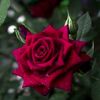 abwahabgamil.com