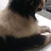 bajubaru9