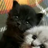 mamai4ikk