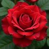 mehwish99912