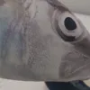 jabajl22
