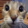 matielcioxd