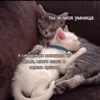 soffiastr