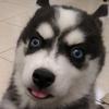 siberian_husky_sasha