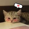 koshka.leshka
