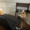 k80_dubya