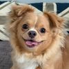 maui.thechihuahua