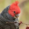 ganggangcockatoo