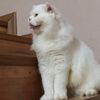 mohana_82
