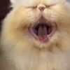 Kucing garong