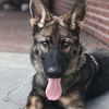lulu_the_gsd