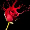 www.tiktok.com.qorqsand