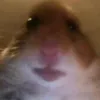 coolhamster22