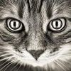 midtowncat
