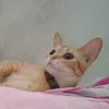 amandalais07