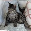 striped.babykat