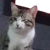 pouuher_