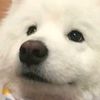 goldy_thebear
