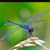 dragonflydelight