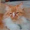 pikotheoyen