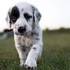 darlingdalmatians.mn