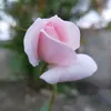 arjiemejia
