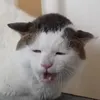 tori_7963