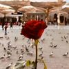daanr961