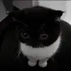 aizclipz