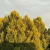 wuzudi