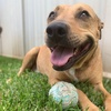 NikkiTheStaffy_