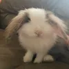 adosweetpoteto