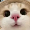 user73ikt2u3lf