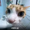 don_don6666