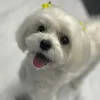 moko_2020