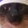 iris_is_silly