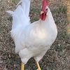 chicks_on_the_six