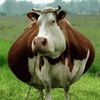 ilove_sexycows