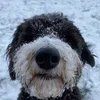 lindasheepadoodle