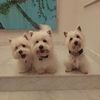 myfurryfam