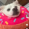 mia_the_dog1108