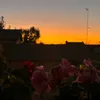 .sff1