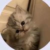 pyy921